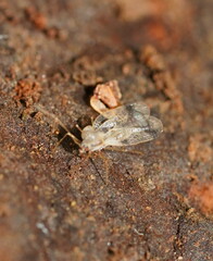 Stephanitis pyrioides