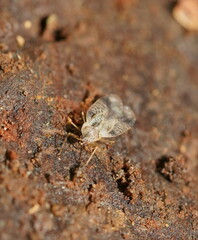 Stephanitis pyrioides