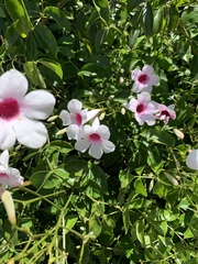 Pandorea jasminoides