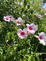 Pandorea jasminoides