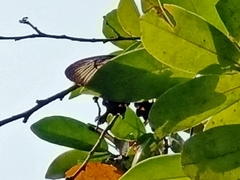 Papilio polytes romulus