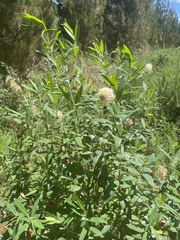 Pimelea ligustrina