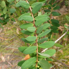 Melaleuca hypericifolia