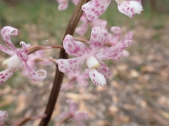 Dipodium pardalinum