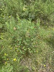 Pimelea ligustrina