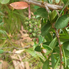 Melaleuca hypericifolia