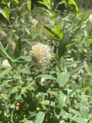 Pimelea ligustrina