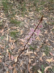 Dipodium pardalinum