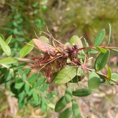 Melaleuca hypericifolia