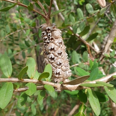 Melaleuca hypericifolia
