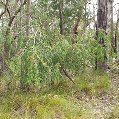 Melaleuca hypericifolia