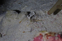 Cuapetes tenuipes