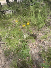Xerochrysum bracteatum