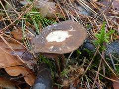 Lentinus brumalis