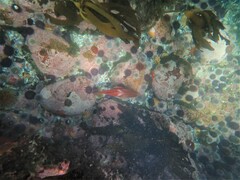 Chrysoblephus laticeps