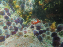 Chrysoblephus laticeps