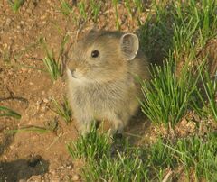 Ochotona dauurica