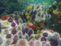 Chrysoblephus laticeps