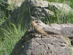 Montifringilla davidiana