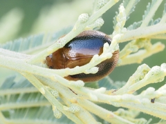 Dicranosterna immaculata