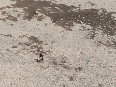 Graphium antiphates itamputi