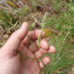 Poa labillardierei