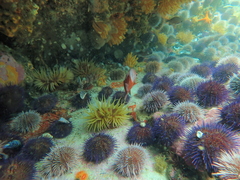 Chrysoblephus laticeps