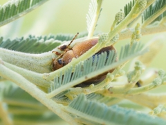 Dicranosterna immaculata