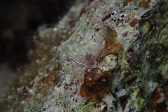 Ancylomenes longicarpus