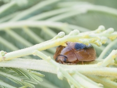 Dicranosterna immaculata