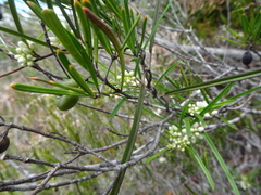 Leichhardtia neomicrostoma