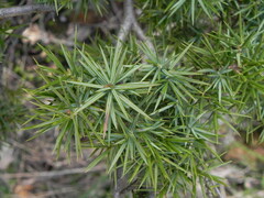 Juniperus deltoides