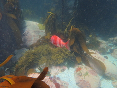 Chrysoblephus gibbiceps