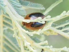 Dicranosterna immaculata