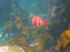 Chrysoblephus gibbiceps