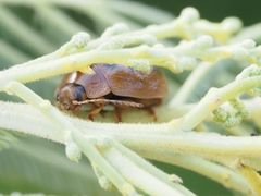 Dicranosterna immaculata