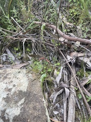 Pterostylis decurva