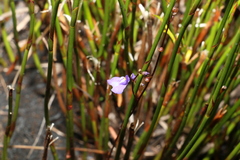 Utricularia lateriflora