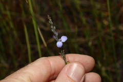 Comesperma defoliatum