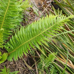 Blechnum nudum