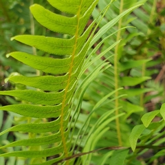 Blechnum nudum