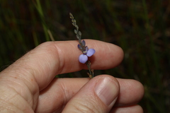 Comesperma defoliatum