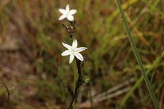 Caesia parviflora