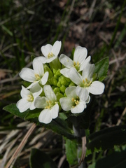 Pseudoturritis turrita