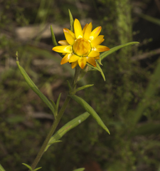 Xerochrysum bracteatum