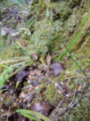 Arthropodium candidum