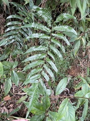 Gymnosphaera podophylla
