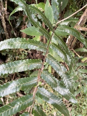 Gymnosphaera podophylla