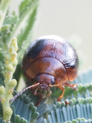 Dicranosterna immaculata