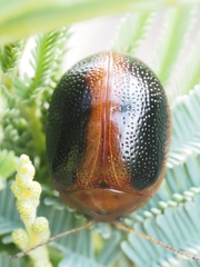 Dicranosterna immaculata